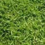 西洋芝の特徴 種類 芝生の手入れや植え方の紹介 芝生生活