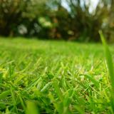 夏芝と冬芝 芝生の手入れや植え方の紹介 芝生生活